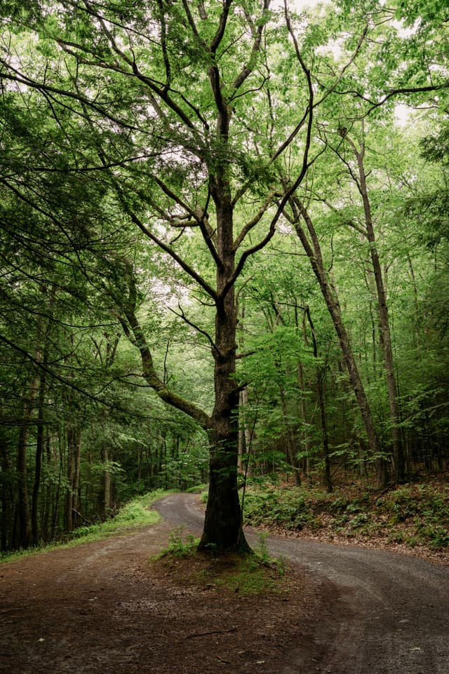 A large tree stands at a fork in a forest path, surrounded by dense greenery