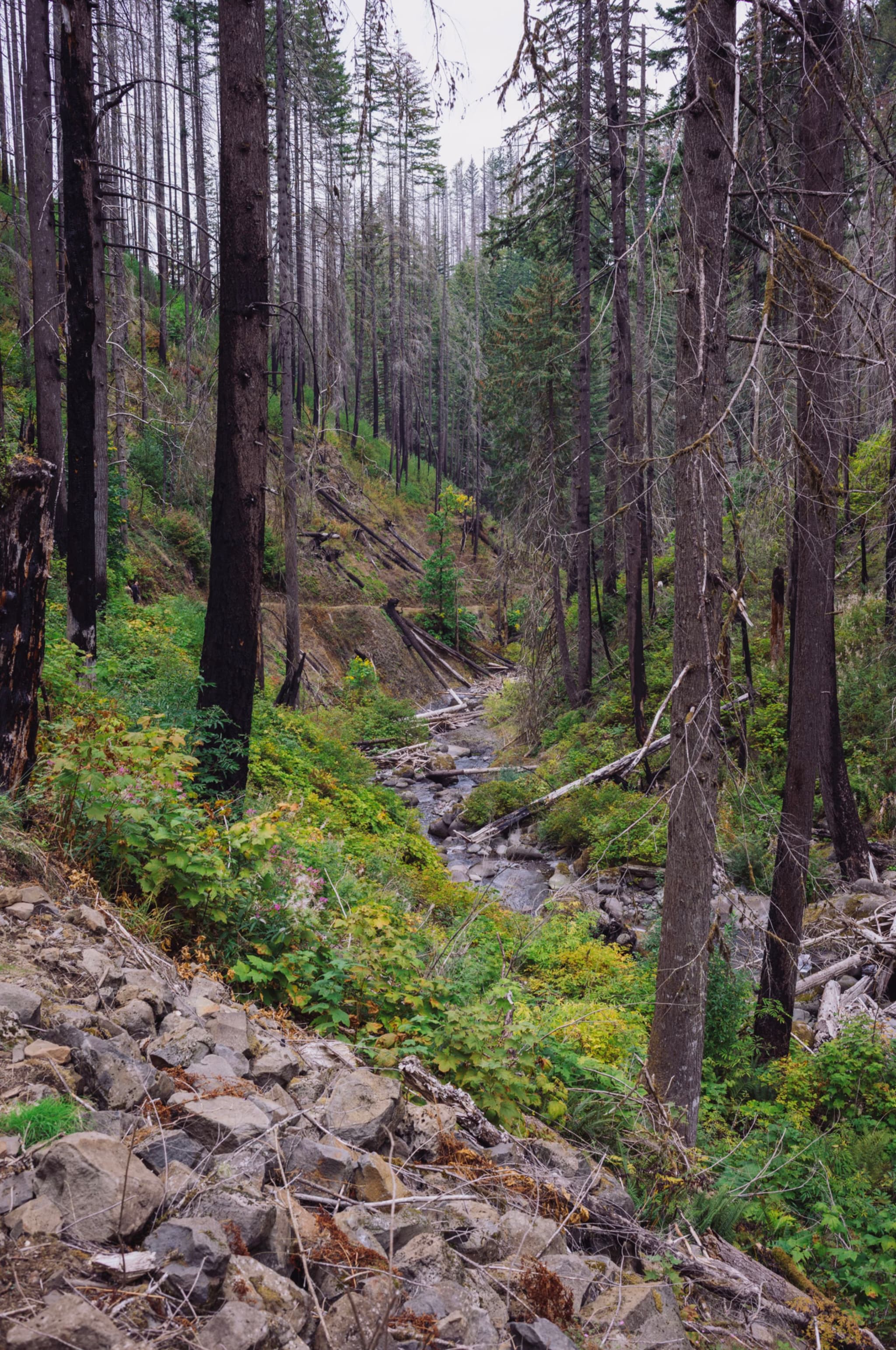 A forested area with tall, sparse trees and a rocky stream running through lush green undergrowth