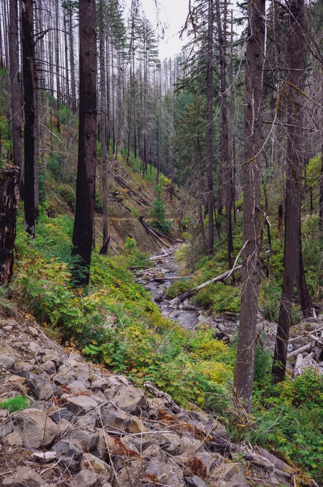 A forested area with tall, sparse trees and a rocky stream running through lush green undergrowth