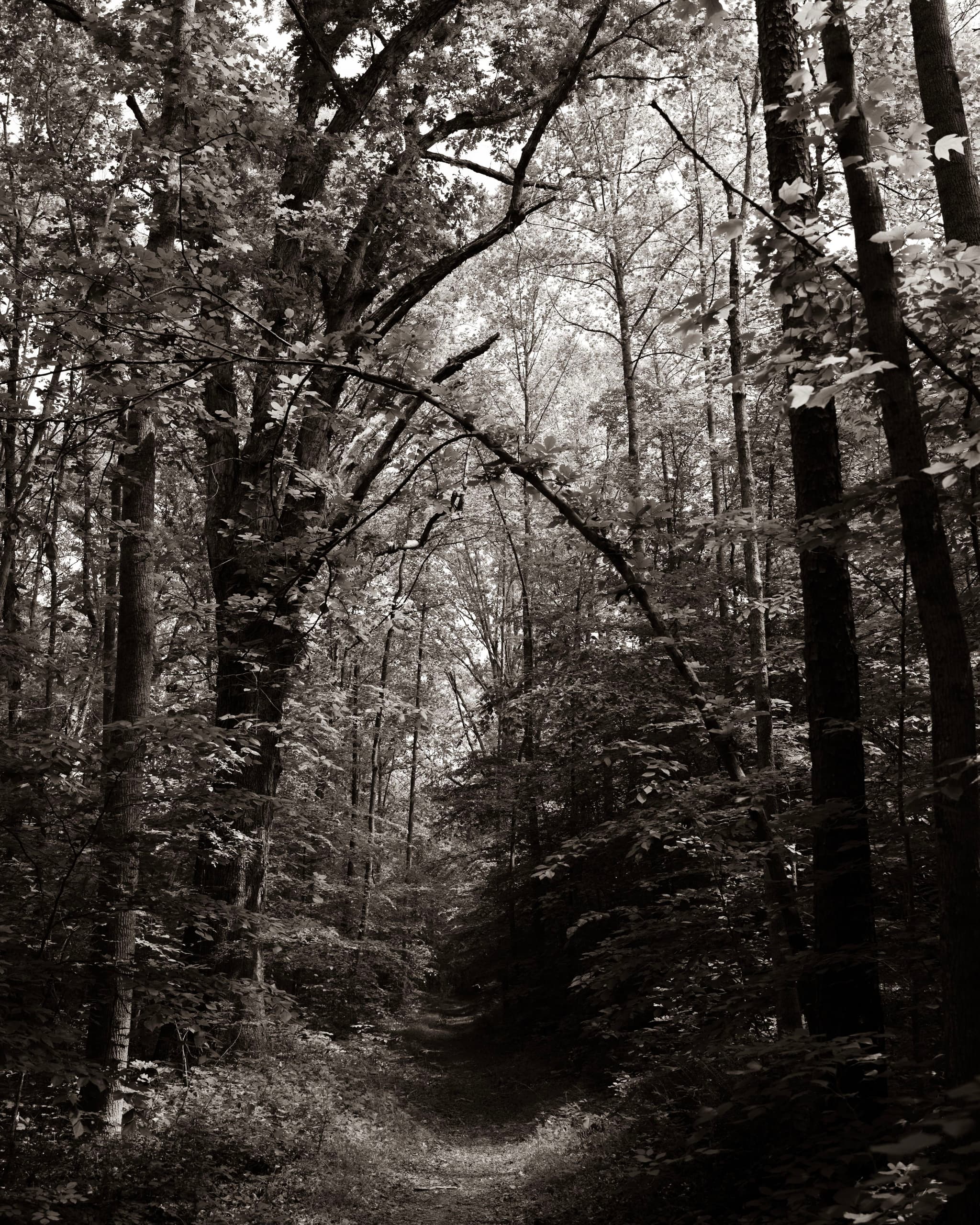 A black and white photograph of a forest path surrounded by tall trees with dense foliage, creating a canopy overhead