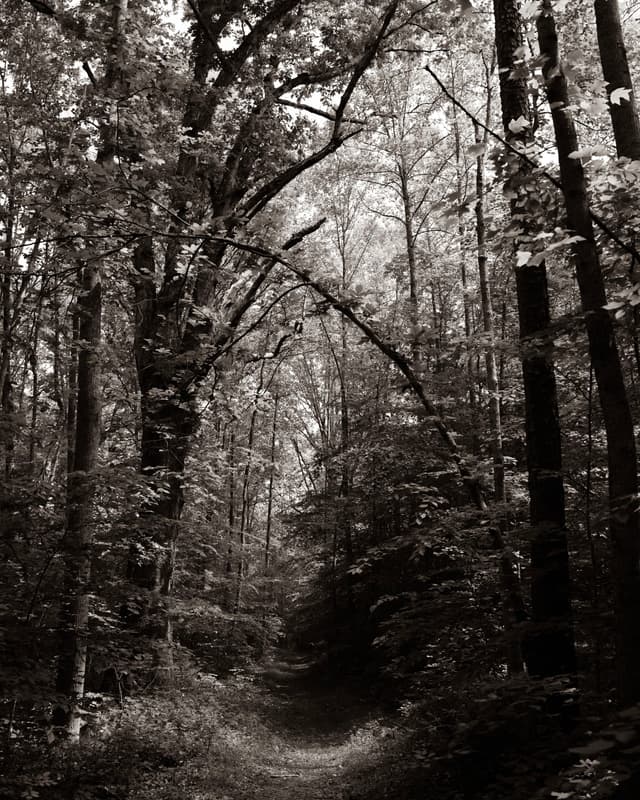 A black and white photograph of a forest path surrounded by tall trees with dense foliage, creating a canopy overhead