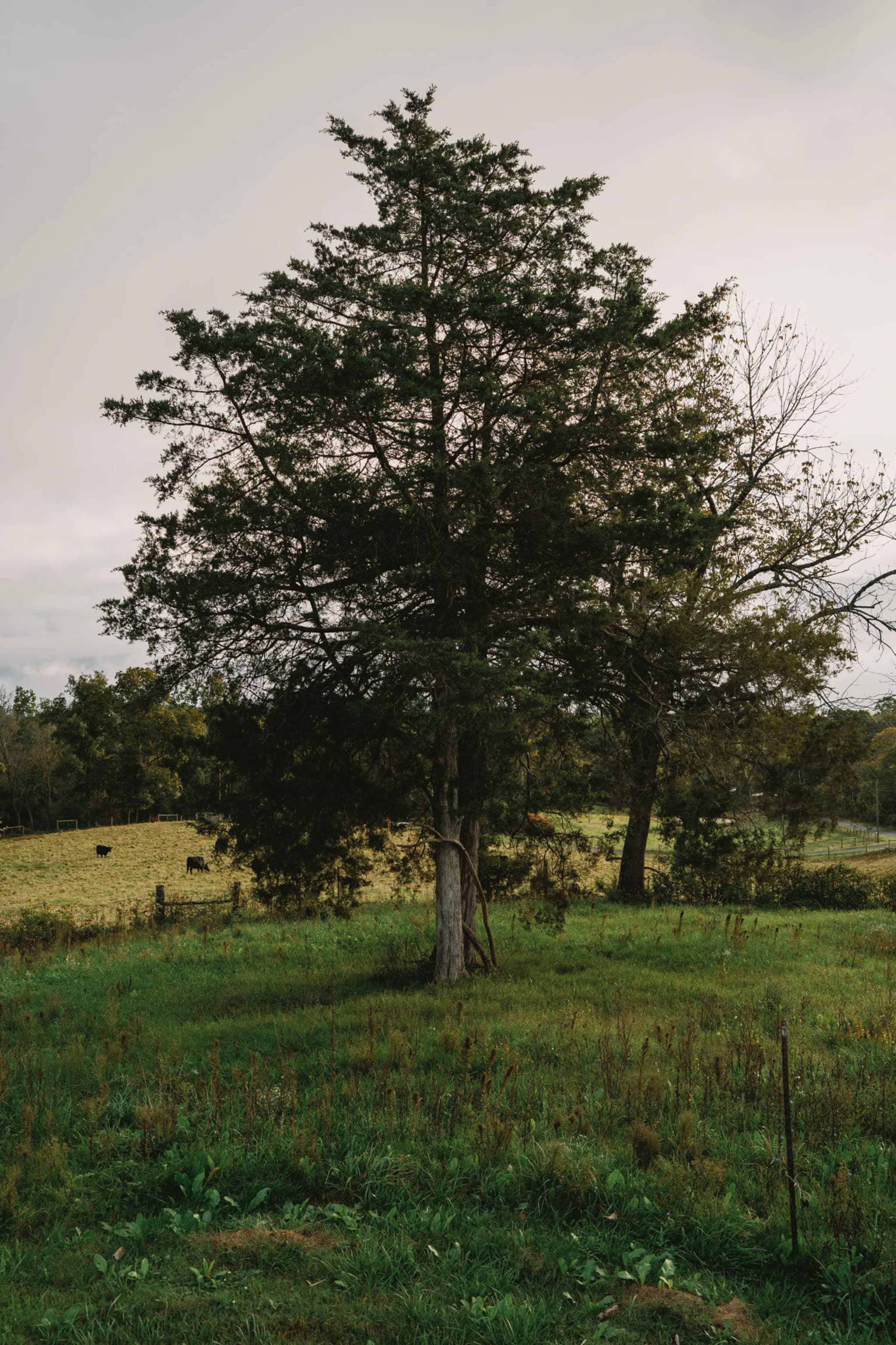 A solitary tree stands in a grassy field with a cloudy sky overhead, surrounded by a rural landscape