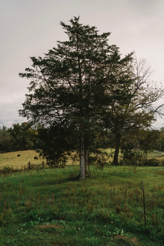 A solitary tree stands in a grassy field with a cloudy sky overhead, surrounded by a rural landscape
