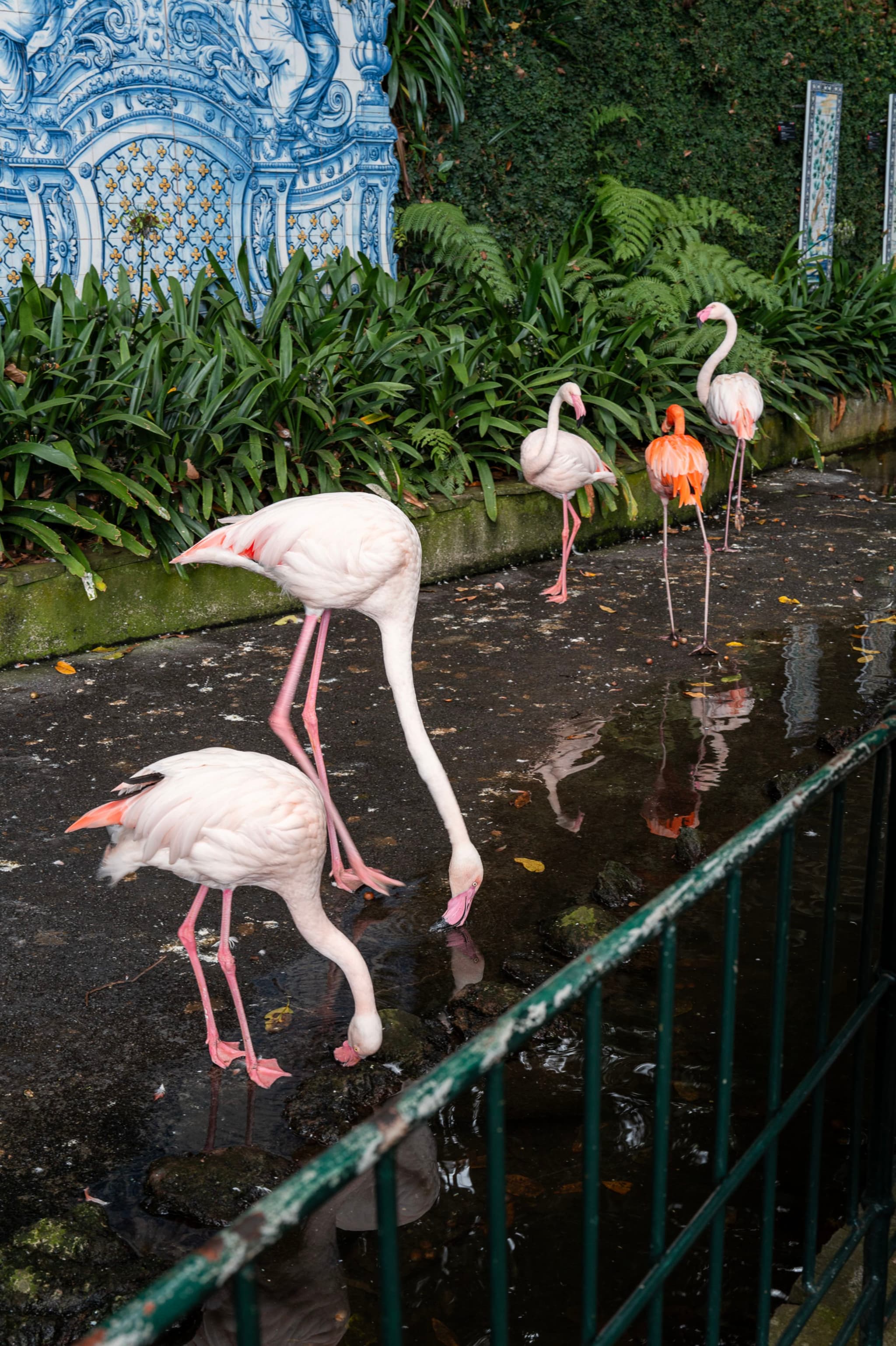 Several flamingos walk near a decorative blue ceramic mural, with reflections in a puddle on the path
