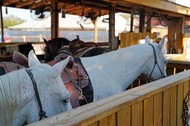 Two white horses with saddles stand in a wooden enclosure under a shaded structure