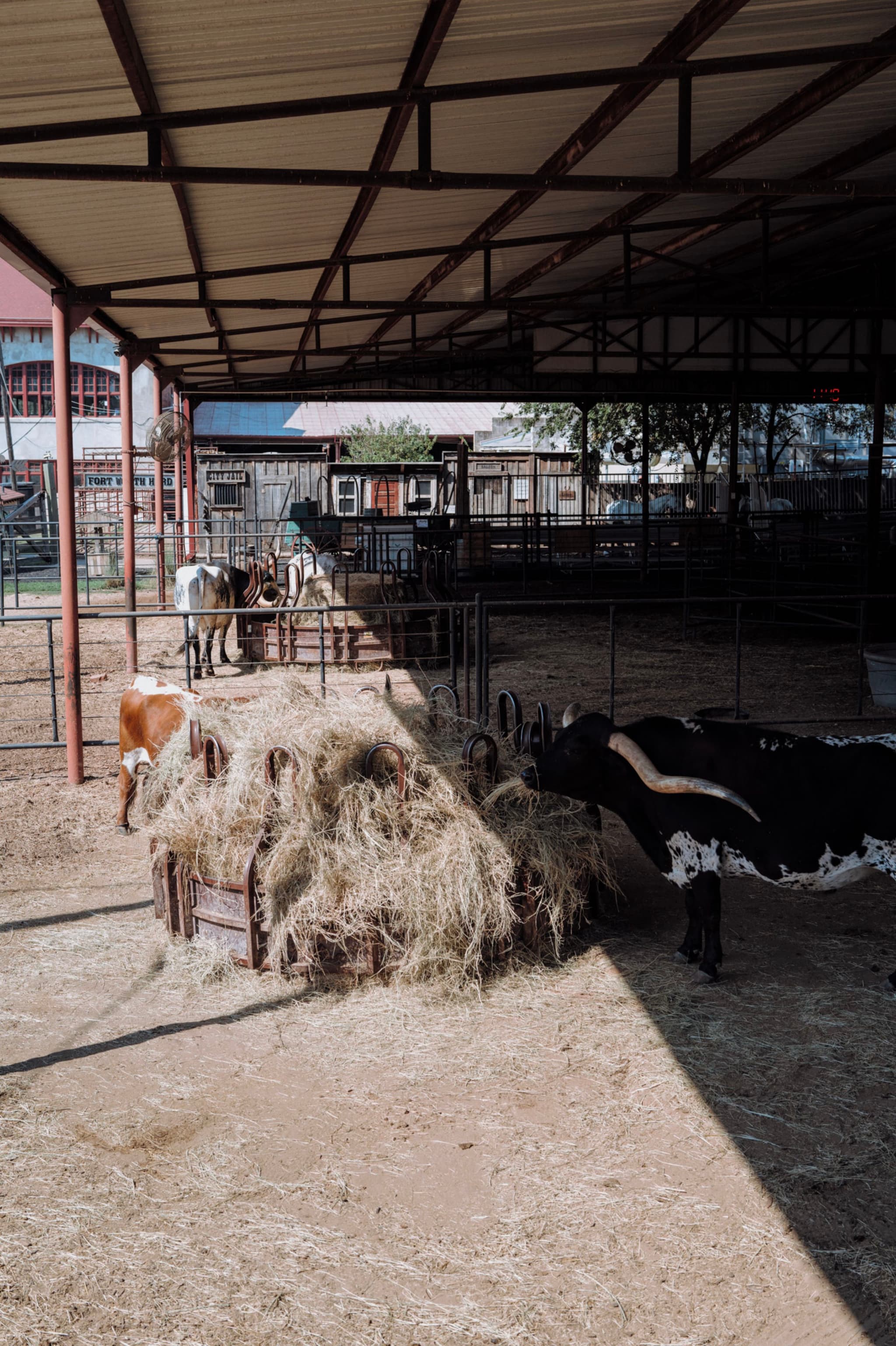 A covered animal pen with several goats and a longhorn cow eating hay