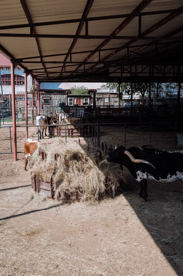 A covered animal pen with several goats and a longhorn cow eating hay