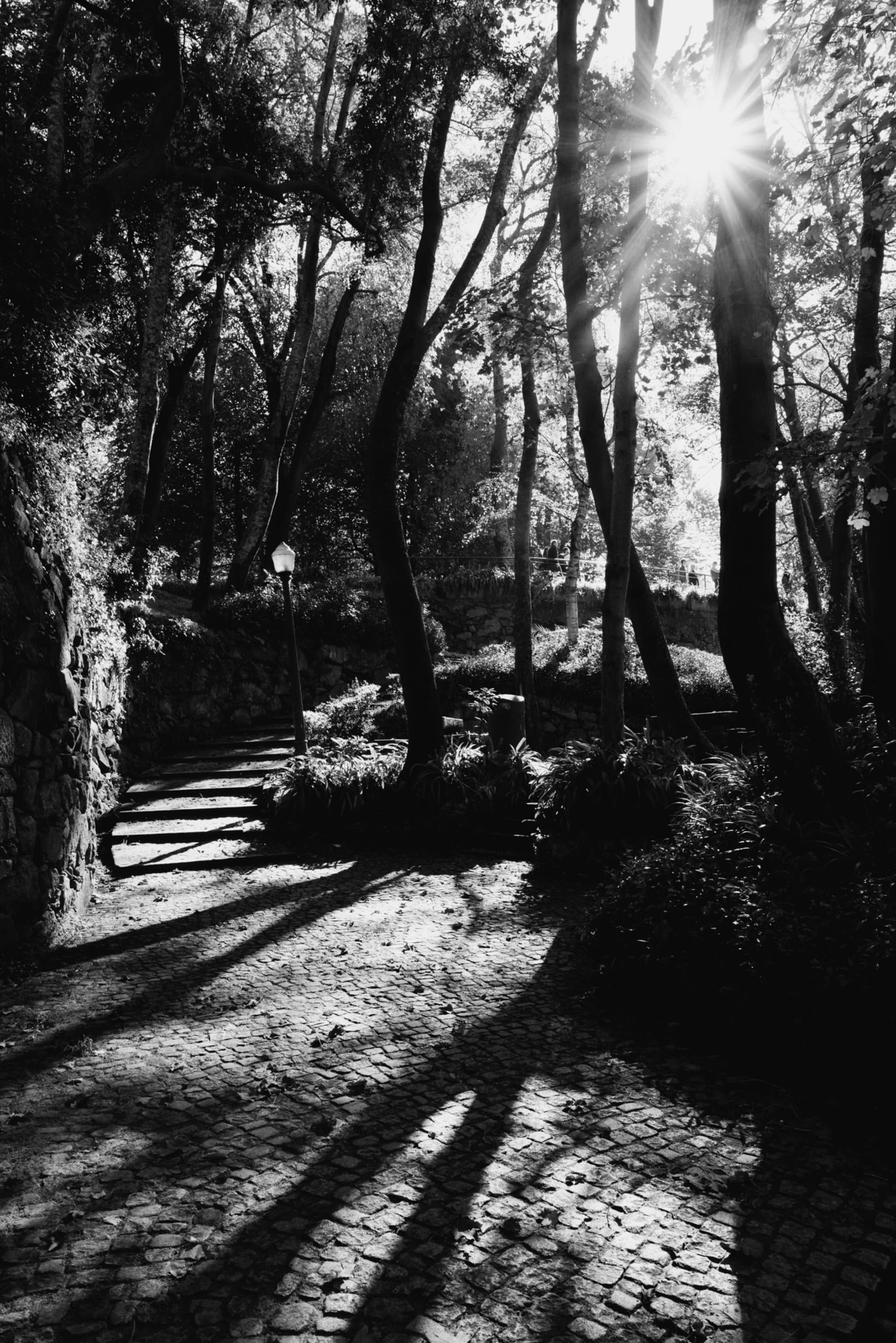A black and white scene of a sunlit forest path with tall trees casting long shadows on the cobblestone ground