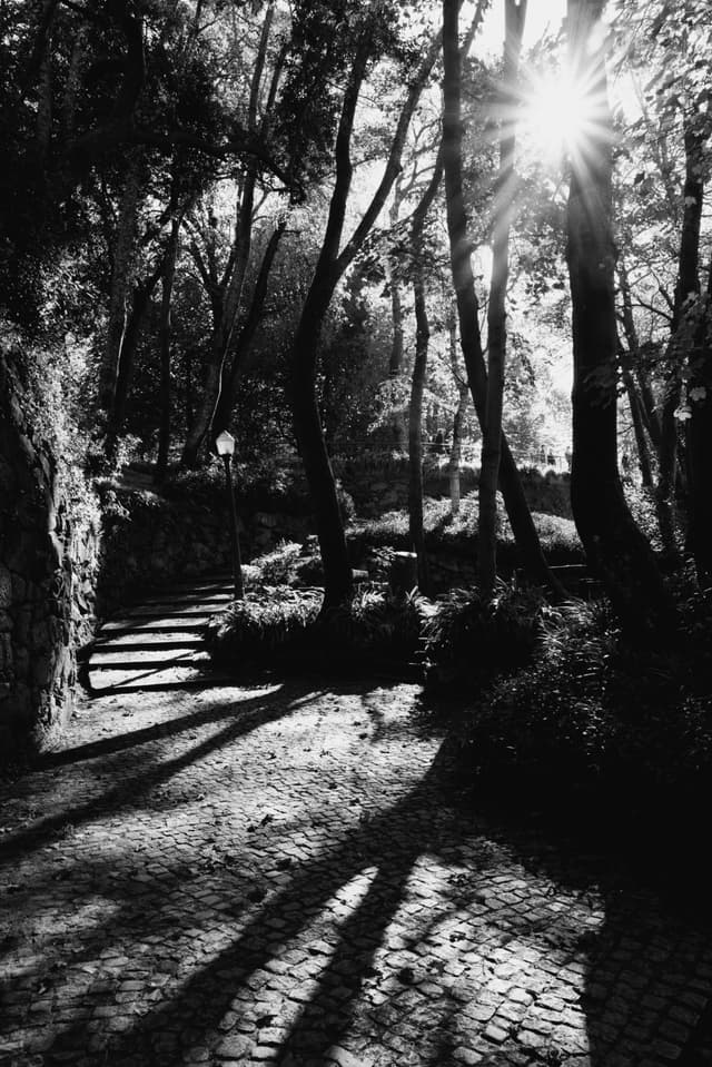 A black and white scene of a sunlit forest path with tall trees casting long shadows on the cobblestone ground