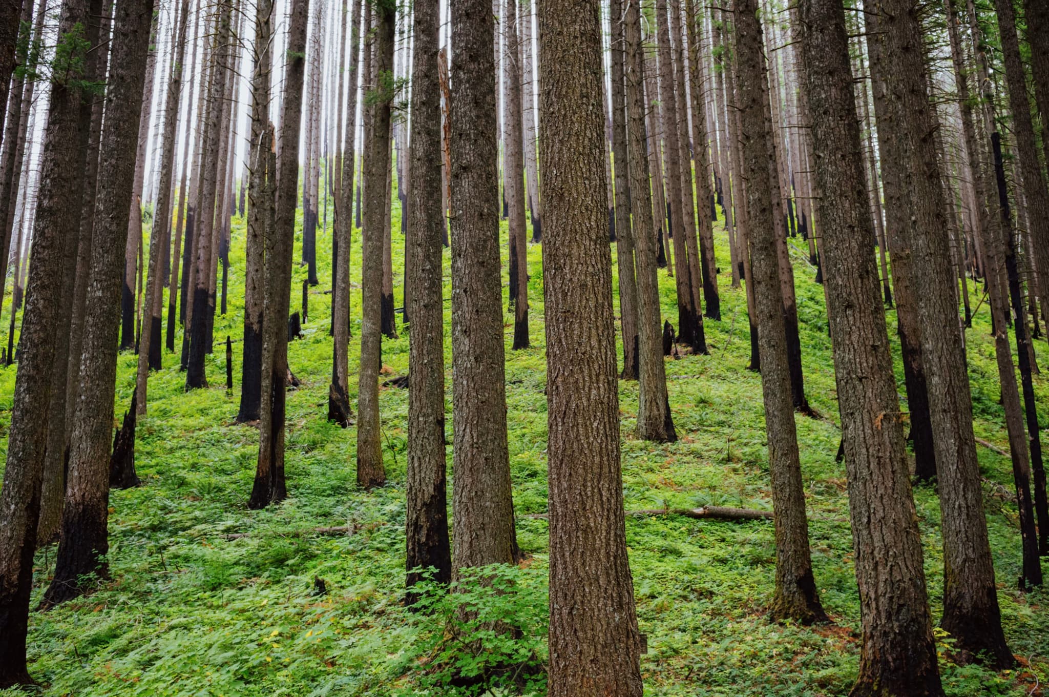 A dense forest with tall, straight trees and a lush green undergrowth