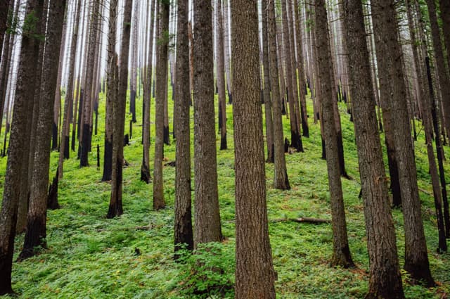 A dense forest with tall, straight trees and a lush green undergrowth