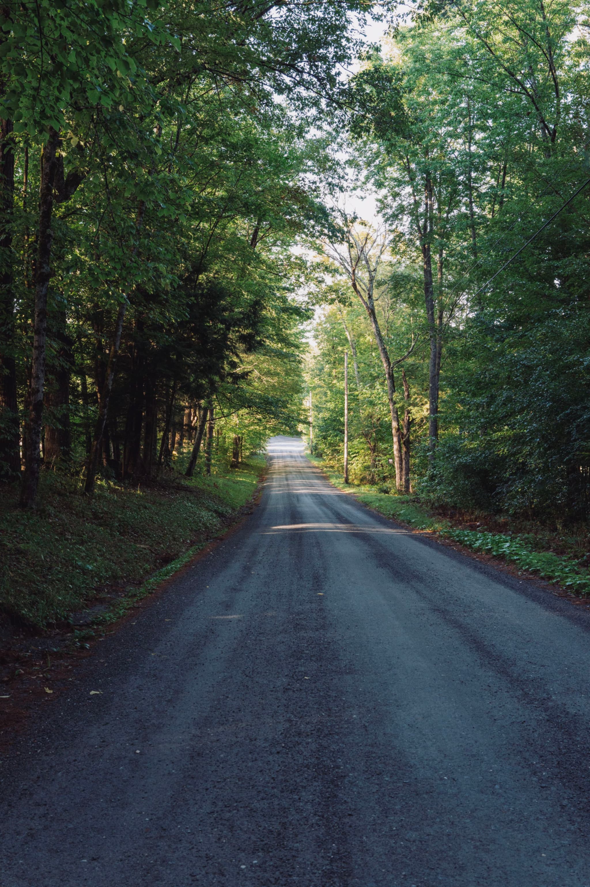 A long, straight road flanked by lush green trees under a clear sky