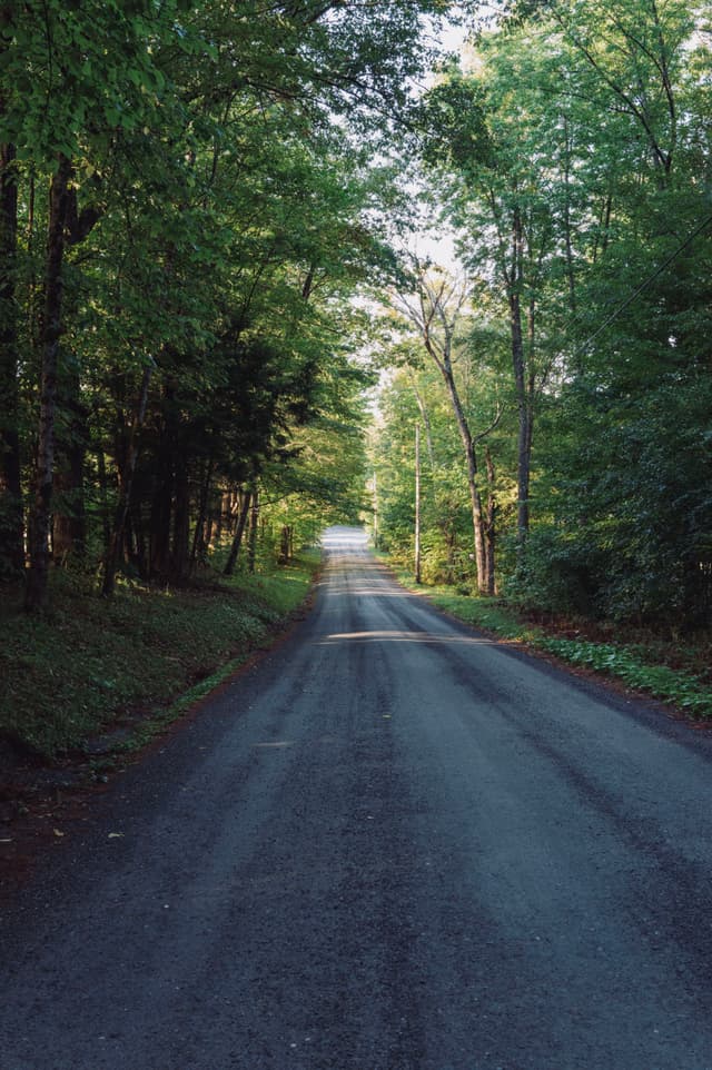 A long, straight road flanked by lush green trees under a clear sky
