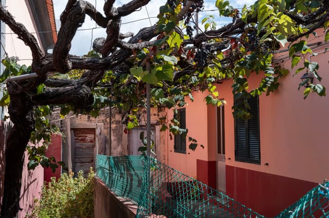 Intertwined grapevines shading a narrow alley with pink and red buildings on either side, featuring a green mesh fence