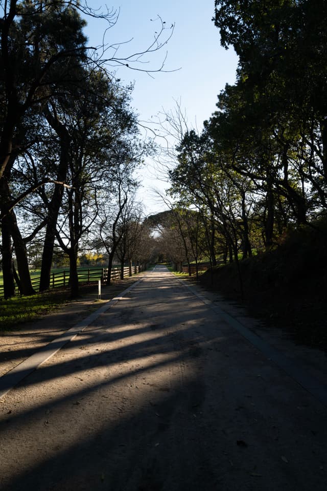 A tree-lined road with long shadows cast by the trees, under a clear blue sky