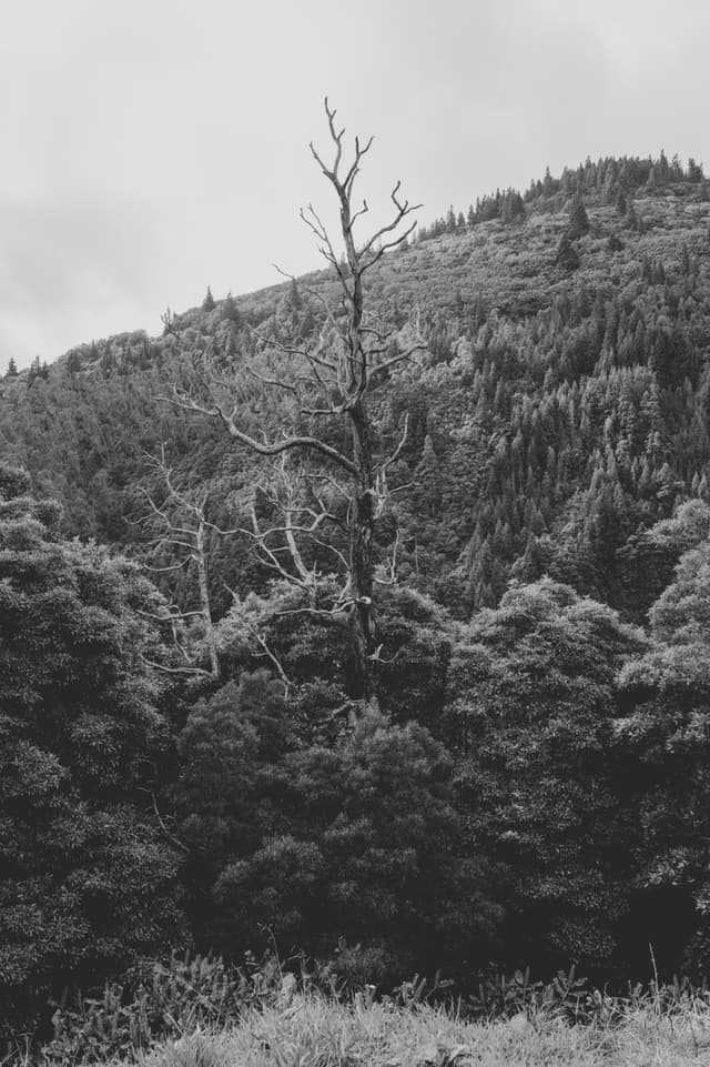 A black and white photograph of a forested hillside with a prominent bare tree in the foreground