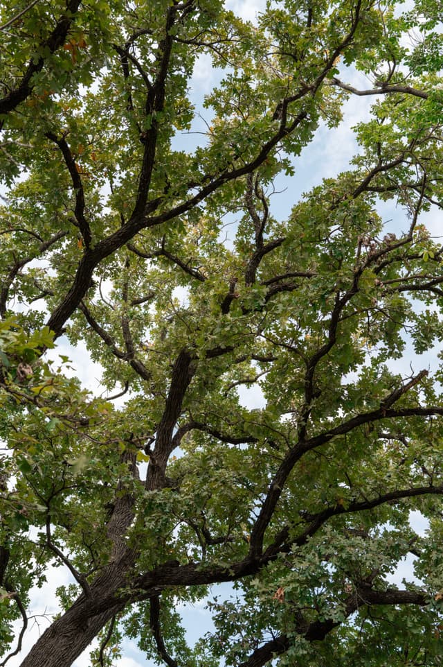 A view of tree branches with green leaves against a partly cloudy sky