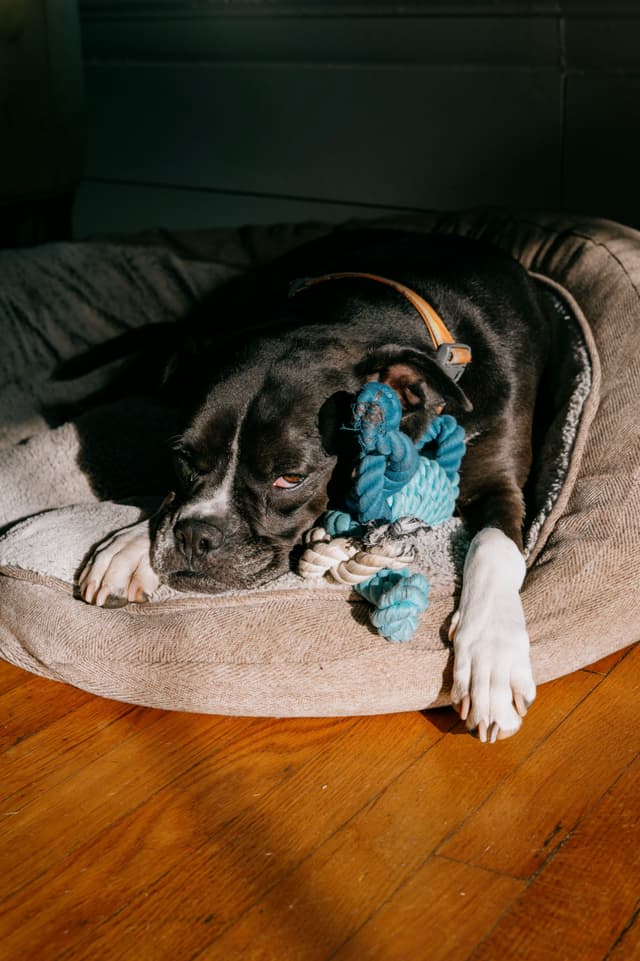A black and white dog is sleeping on a dog bed with a blue rope toy, bathed in warm sunlight on a wooden floor