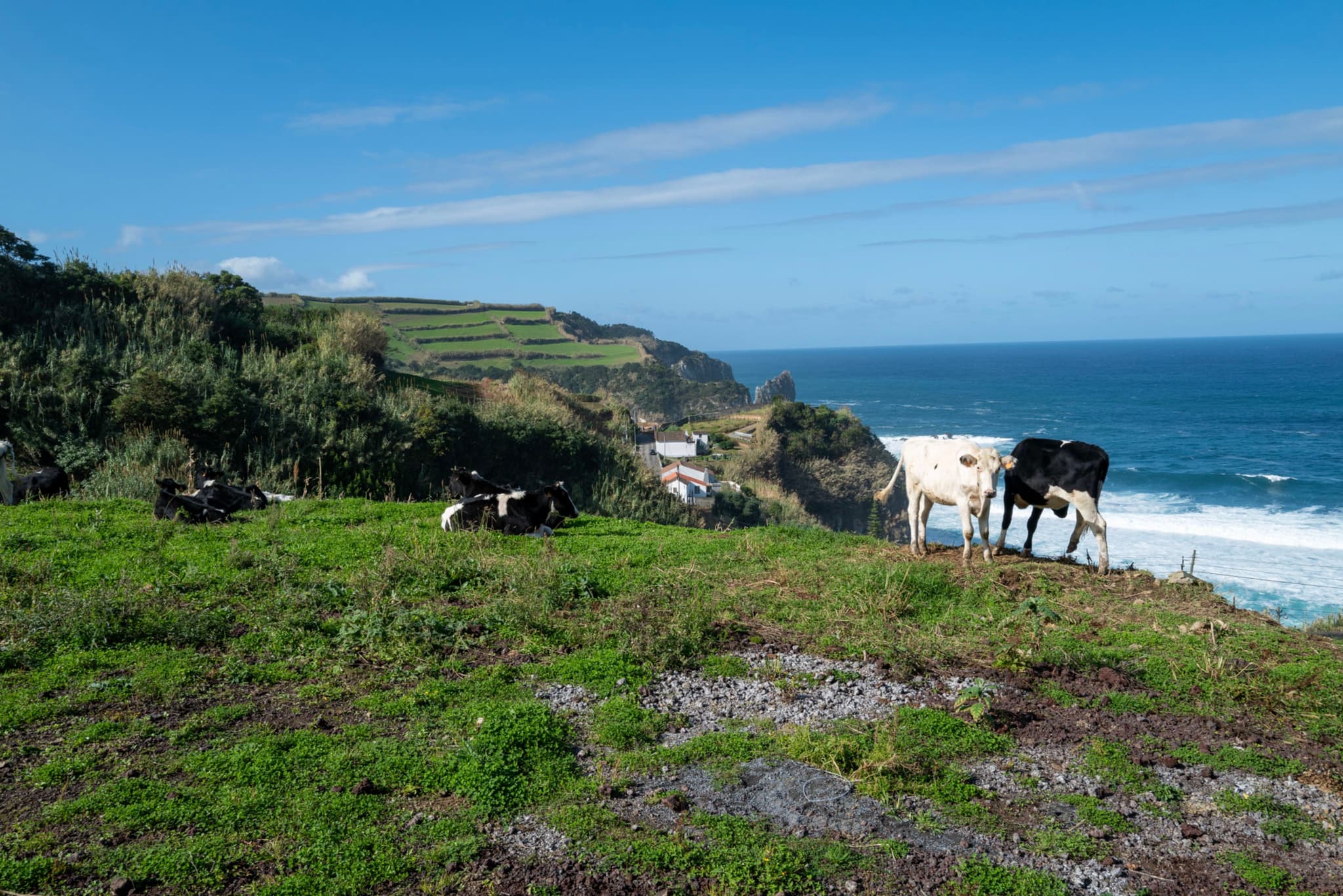 Cows grazing on a grassy hill overlooking the ocean, with cliffs and a clear blue sky in the background