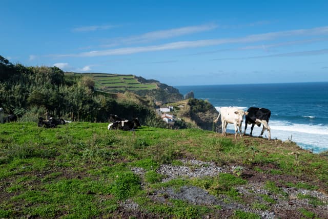 Cows grazing on a grassy hill overlooking the ocean, with cliffs and a clear blue sky in the background