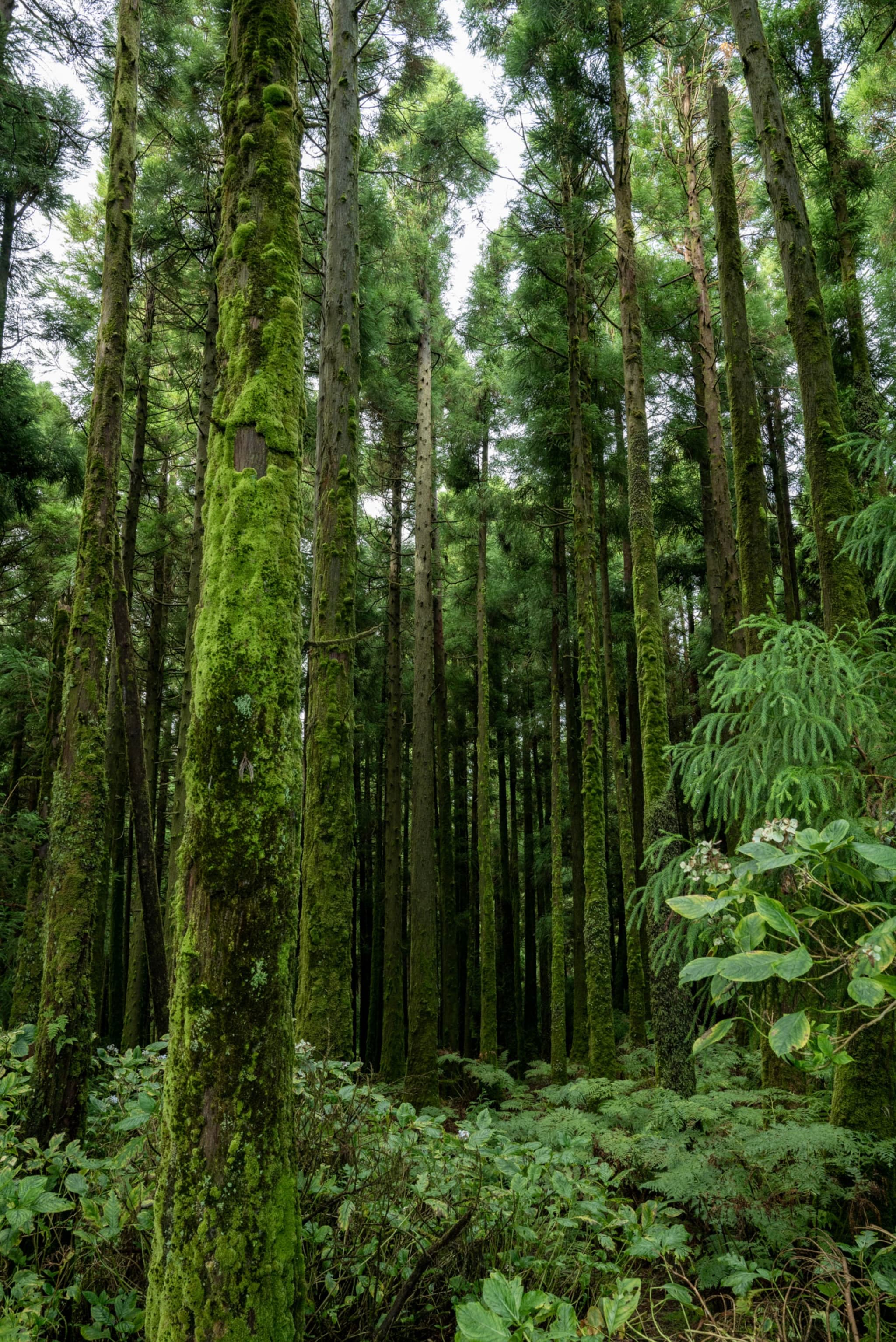 A dense forest with tall, slender trees covered in moss, surrounded by lush green undergrowth
