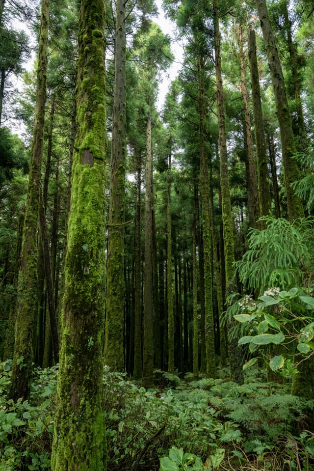A dense forest with tall, slender trees covered in moss, surrounded by lush green undergrowth