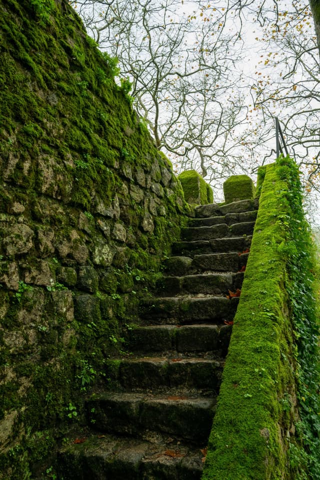 Stone steps covered in moss, leading upward alongside a mossy stone wall, with bare tree branches visible above