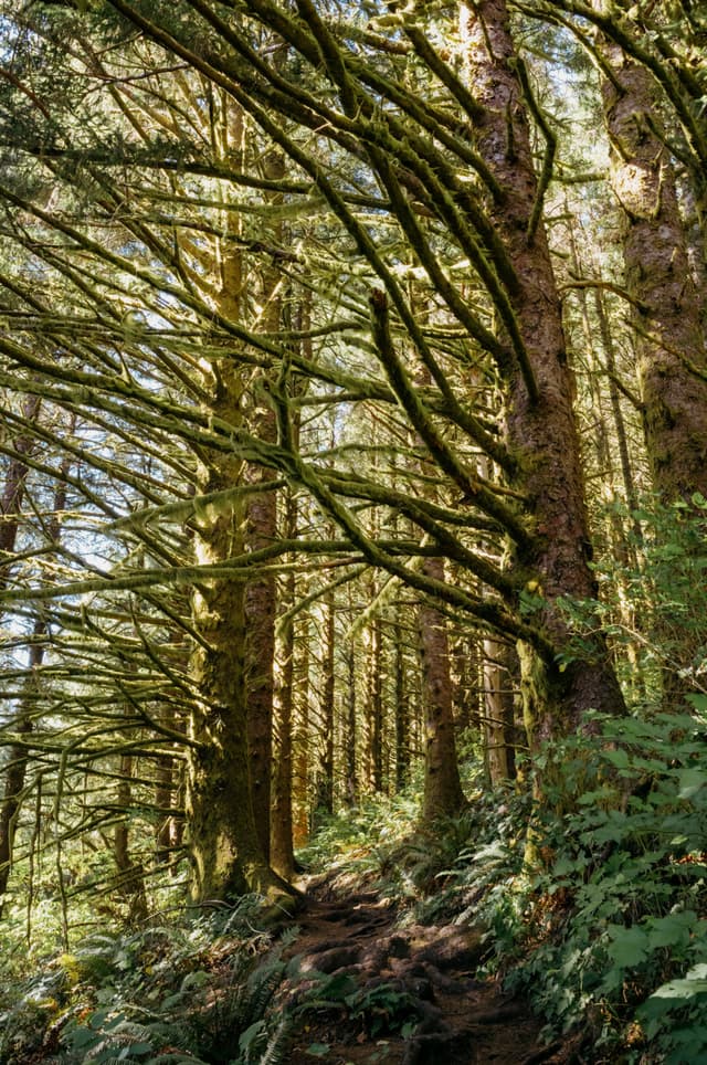A forest scene with tall trees covered in moss, creating a canopy over a narrow, winding path. Sunlight filters through the branches, illuminating the lush greenery and ferns below