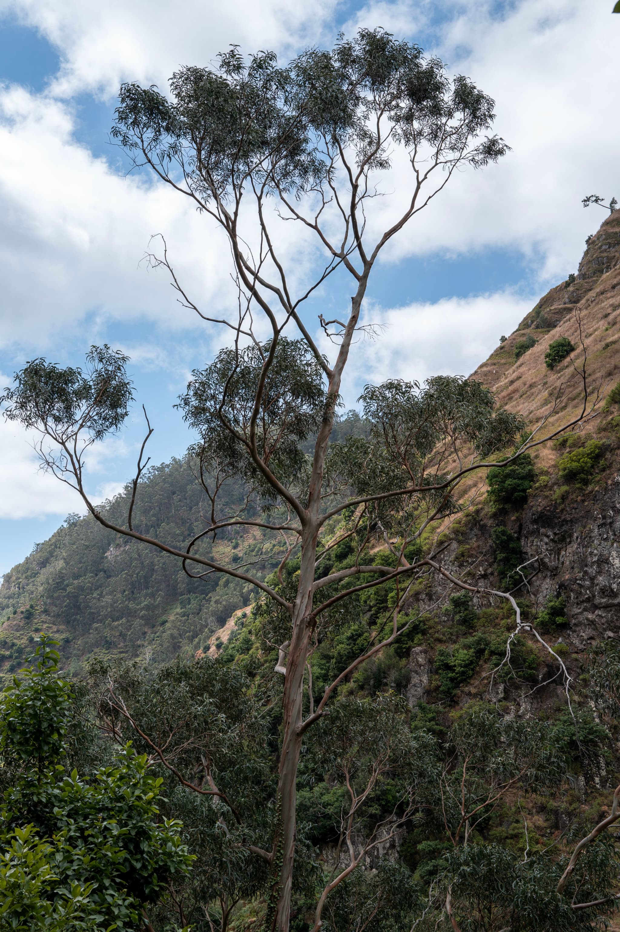 A tall tree on a mountainous landscape with a cloudy sky