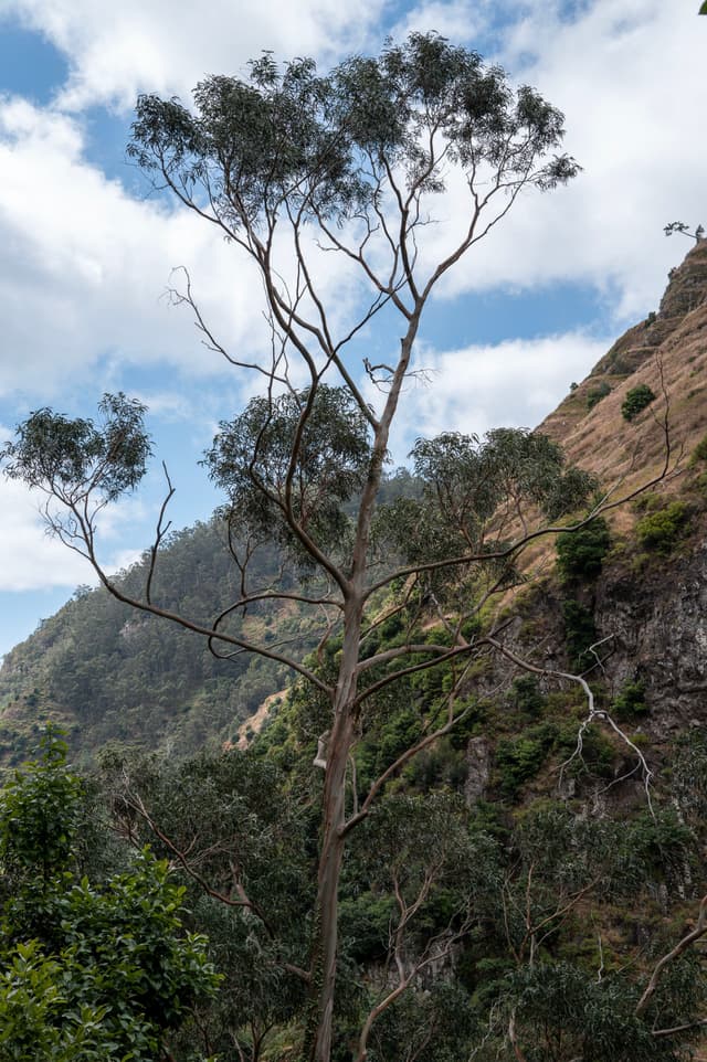 A tall tree on a mountainous landscape with a cloudy sky