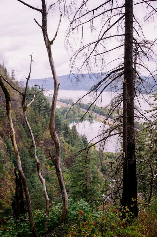 A scenic view of a forested landscape with tall, bare trees in the foreground and a river winding through the valley below, surrounded by lush greenery and distant mountains