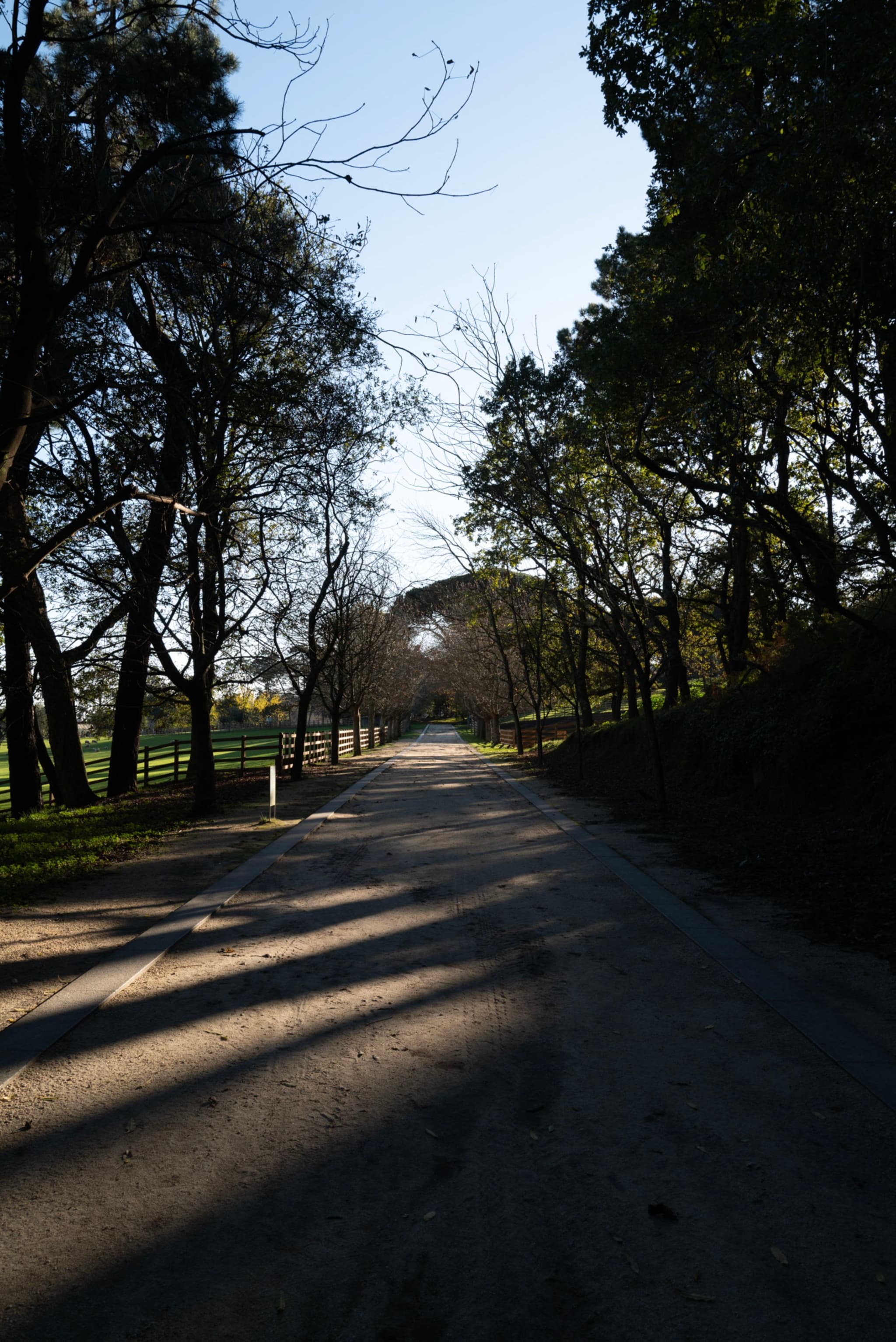 A tree-lined road with long shadows cast by the trees, under a clear blue sky