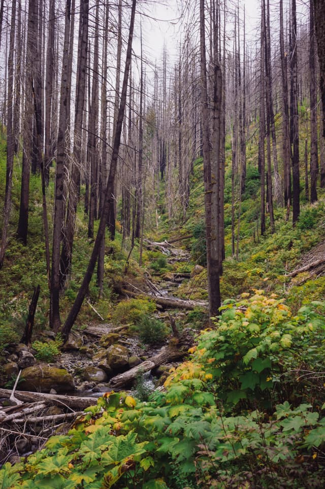 A forest with tall, thin trees and a lush undergrowth of green and yellow foliage, featuring a small stream running through the center