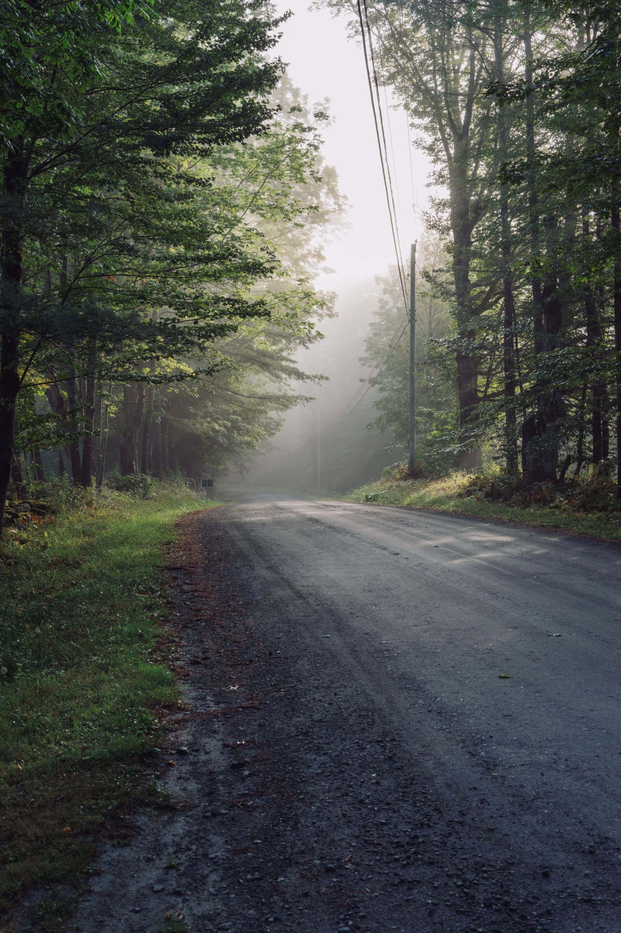Quiet forest road with early morning mist and sunlight filtering through trees