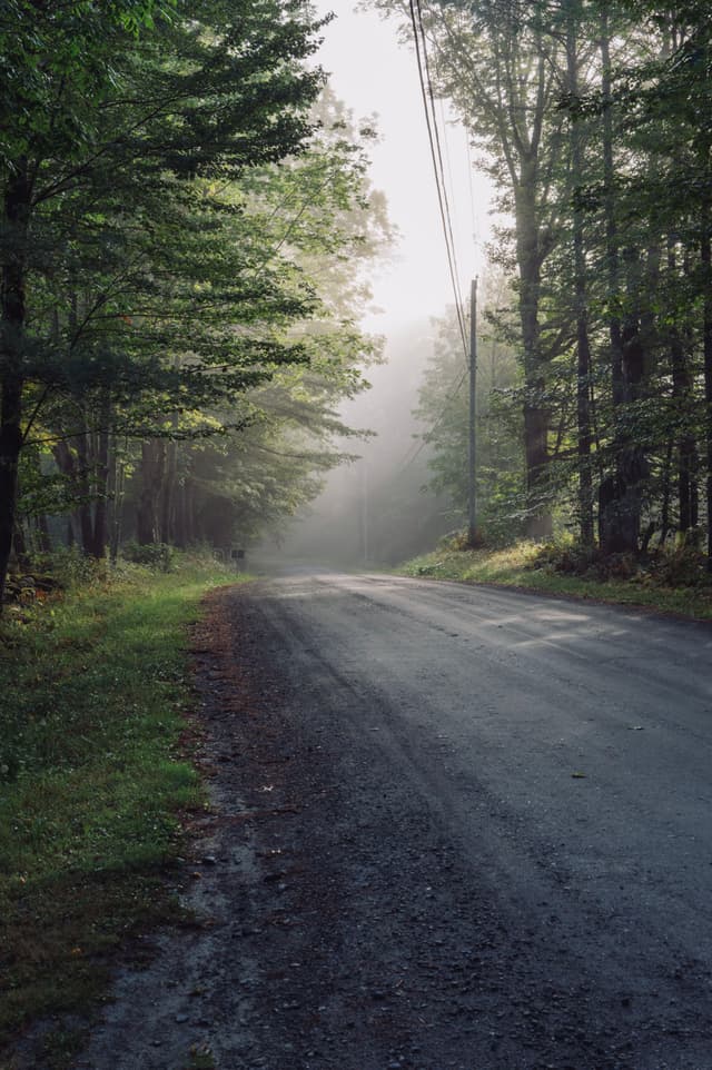 Quiet forest road with early morning mist and sunlight filtering through trees