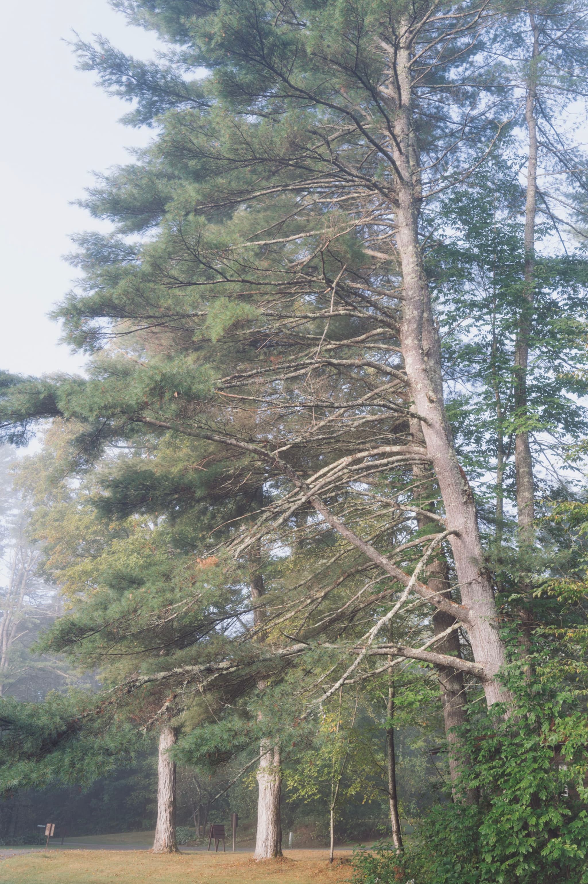 Tall pine trees in a misty outdoor setting with a soft focus on the greenery