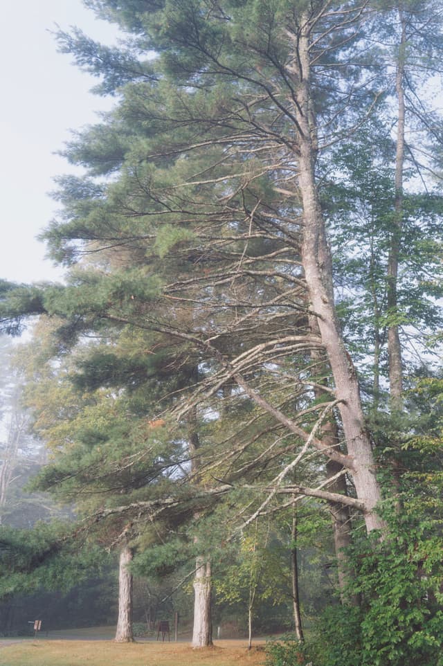 Tall pine trees in a misty outdoor setting with a soft focus on the greenery