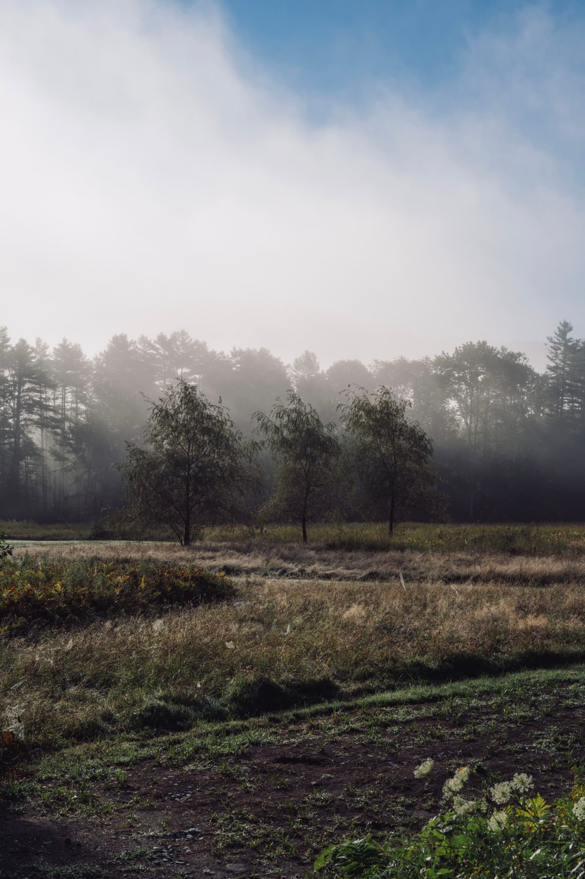 A misty field with scattered trees under a blue sky, surrounded by woods