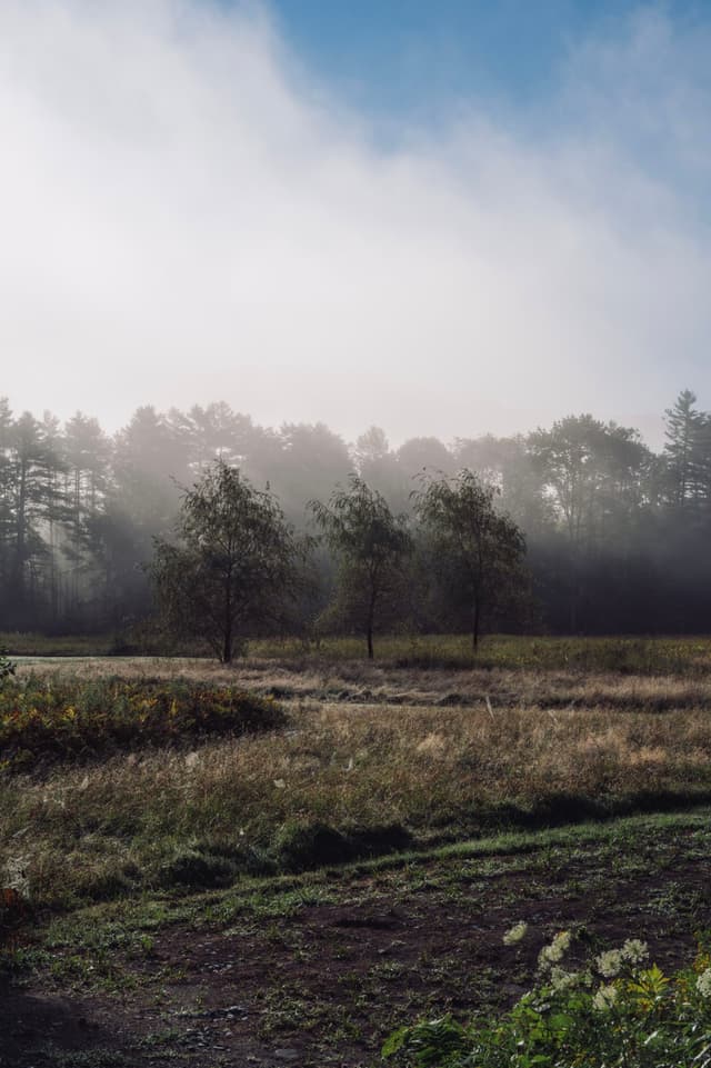 A misty field with scattered trees under a blue sky, surrounded by woods