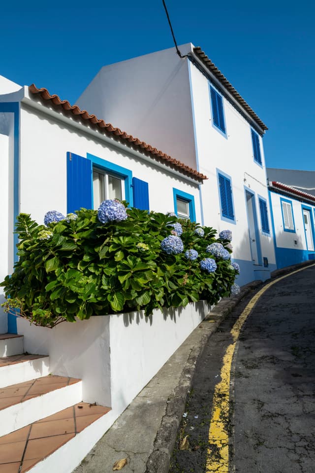 A white house with blue shutters and trim, featuring a lush hydrangea bush with purple flowers in front, situated along a narrow, winding street