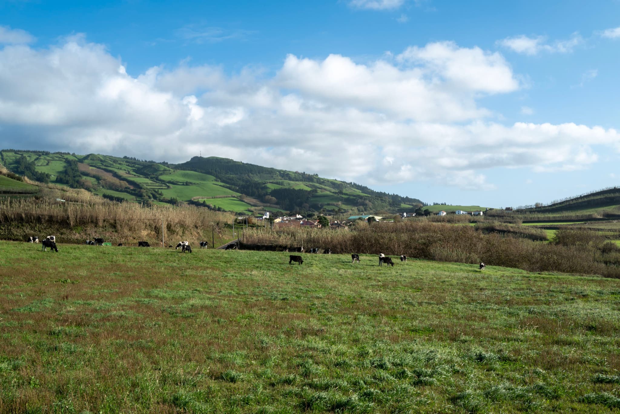 A scenic landscape with a grassy field, grazing cows, rolling hills, and a partly cloudy sky