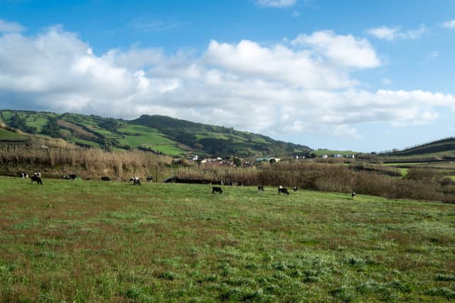 A scenic landscape with a grassy field, grazing cows, rolling hills, and a partly cloudy sky